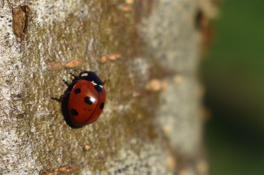 Ladybird on a tree trunk